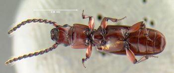 Media type: image;   Entomology 612910 Aspect: habitus ventral view